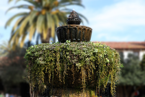 succulent fountain